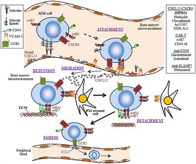 Molecular Players in Hematologic Tumor Cell Trafficking